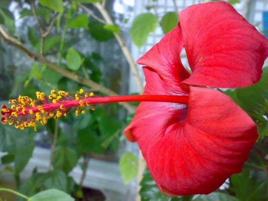 Fiji Orange
