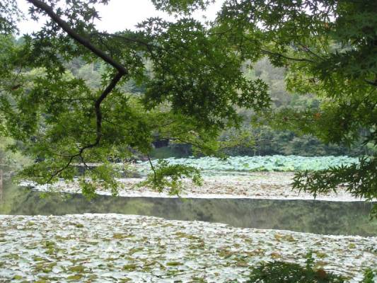 Ryoanji pond