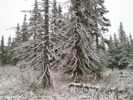 strange trees