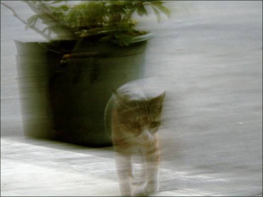 cat in motion