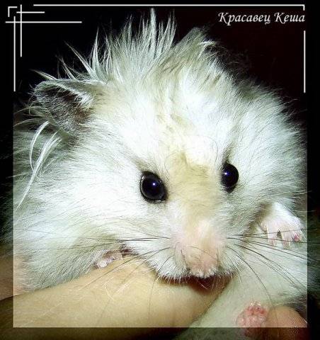 хомяк Кеша