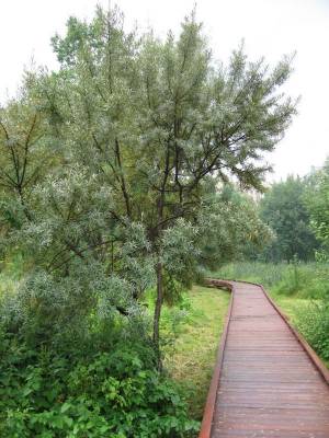 ������������ ����