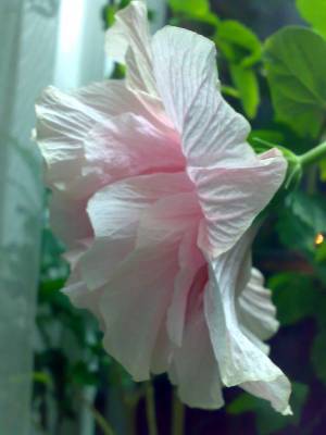 Double Pink 