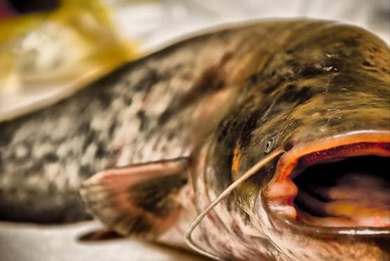 ����� 2008