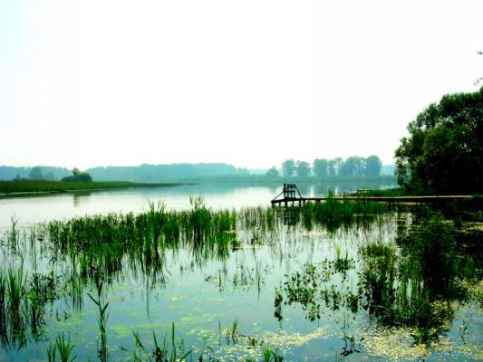 ������ ����