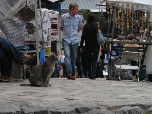 ����� ���� ����� �������