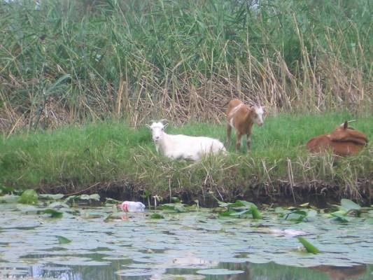 ����. ���������� �����