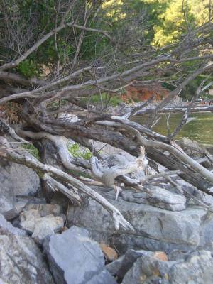 ���� ������