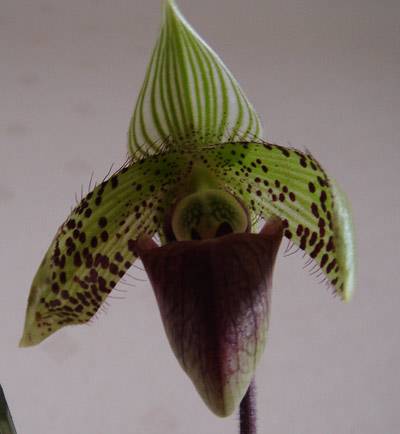 Paphiopedilum sukhakulii