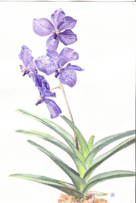 Vanda hybr.