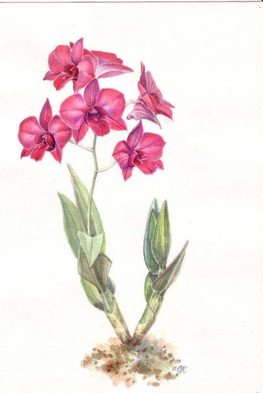 Dendrobium phalaenopsis hybr.