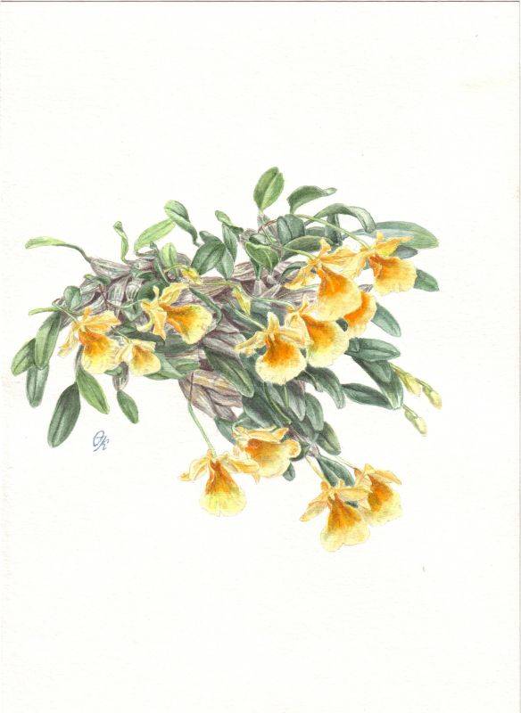 Dendrobium jenkensii