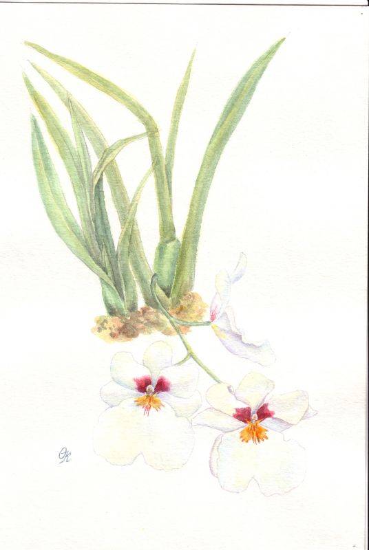 Miltonia hybr.