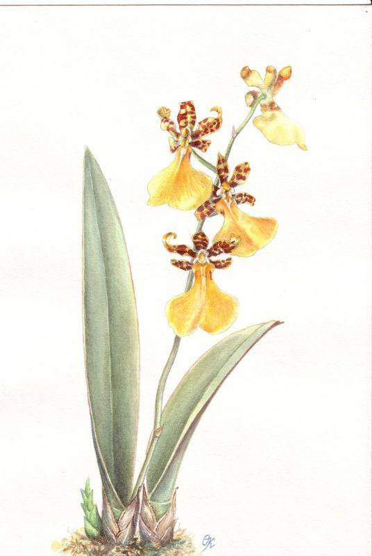 Oncidium splendidum