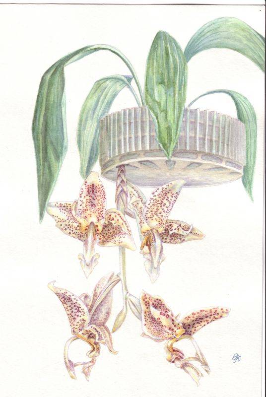 Stanhopea oculata