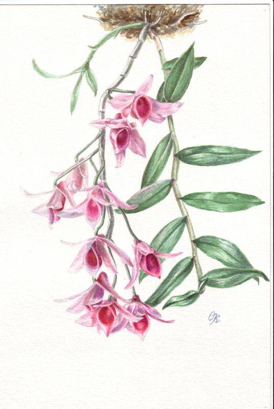 Dendrobium superbum