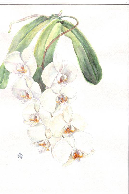 Phalaenopsis amabile