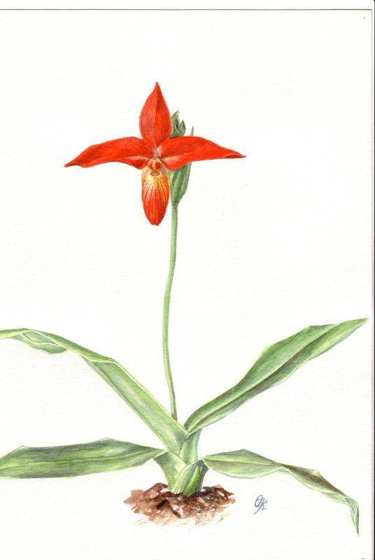 Phragmipedium besseae