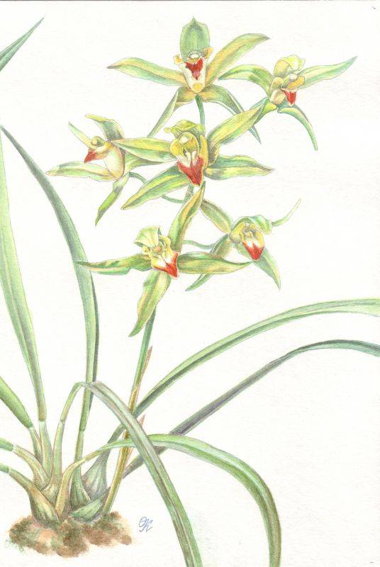 Cymbidium lowii