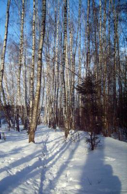 дорога в лес