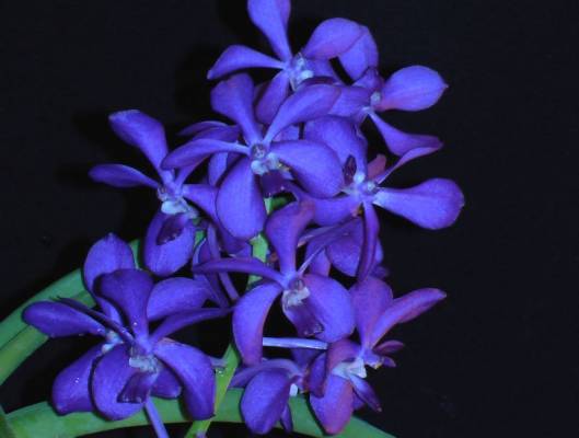 ascocenda hybr.