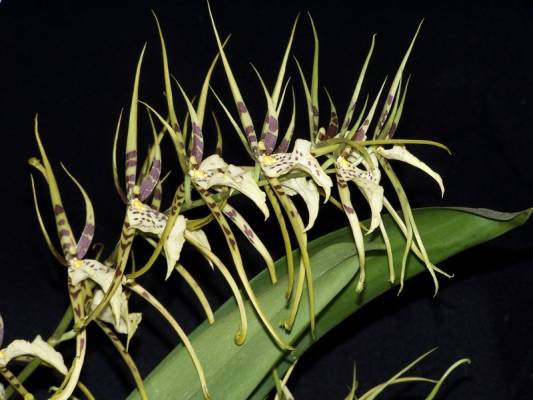  brassia