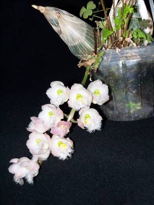 catasetum Grays Dunn
