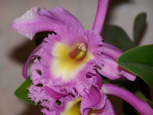 Brassocattlea