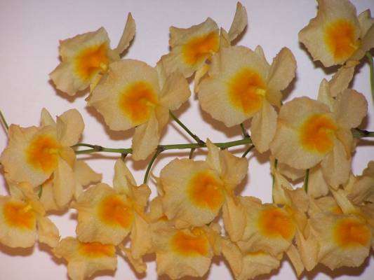 dendr. aggregatum