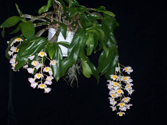 dendrobium farmeri