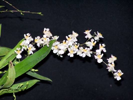 Onc.hybr. mini