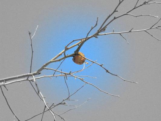 ������� ����