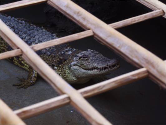 crocodile