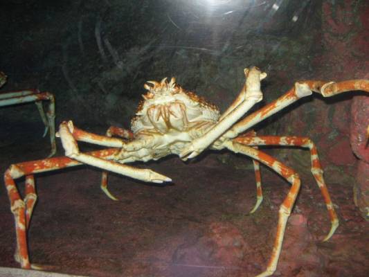 камчатский краб