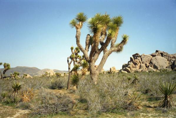 Joshua Tree