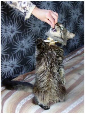 ��� �����