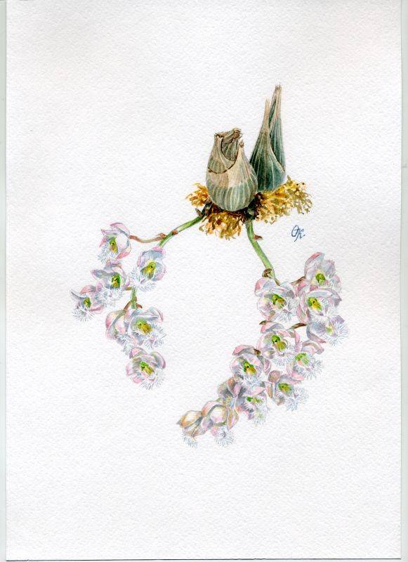 Catasetum Grais Dunn