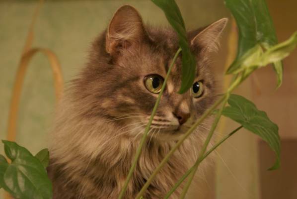 ������� ����