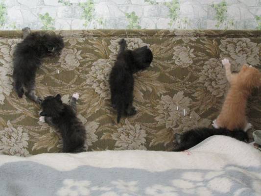 �� �����, �� �����, �� �����