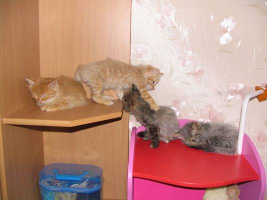 ������ ���� ������ 2006�