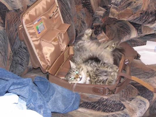 ������� ����