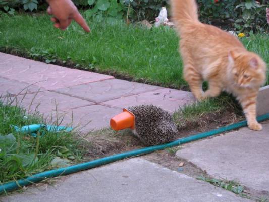 ��������� �����