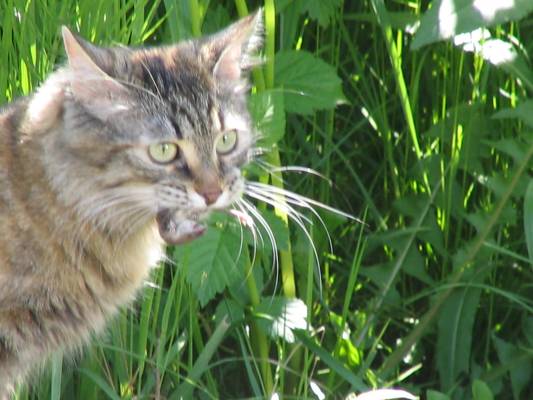 � ����� ����������