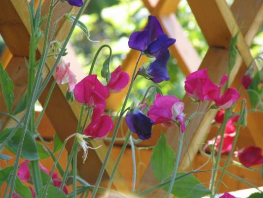 �������� �������