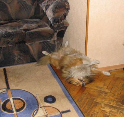 ���� ��������