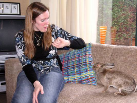 ������ Bunny