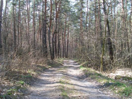 ������ ������