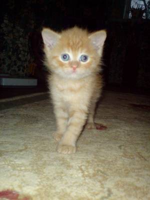 �� �������