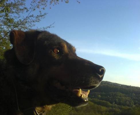 ������� ���   