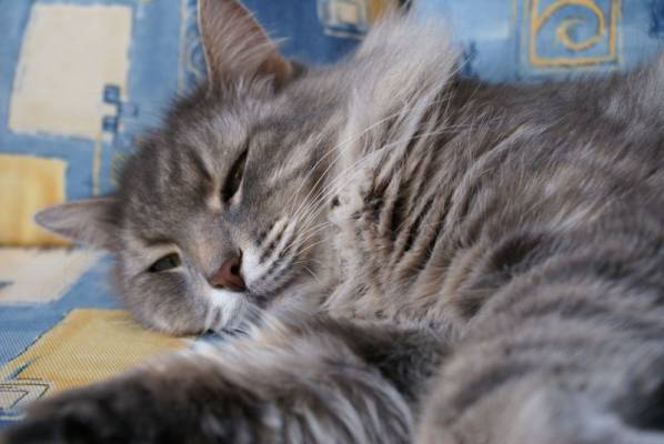 ������� �������